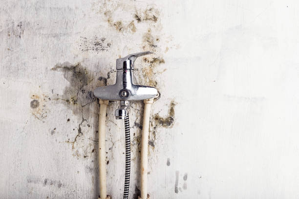 Best Certified Mold Removal  in Mitchell, IL