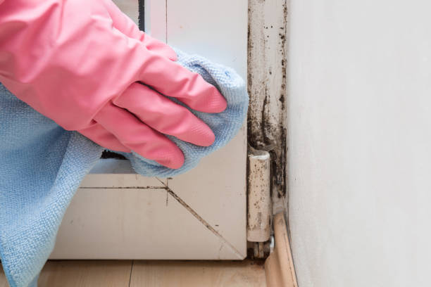 Best Mold Removal Specialists  in Mitchell, IL